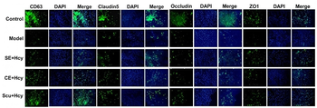 OCLN Antibody