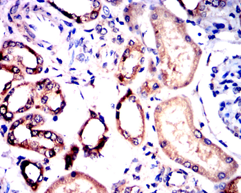 OCLN Antibody