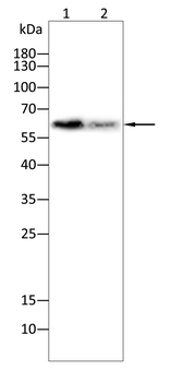 OCLN Antibody