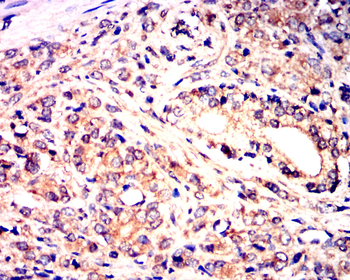 CDKN1A Antibody