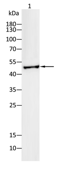 MYC Antibody
