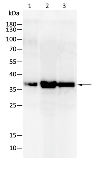 JUN Antibody