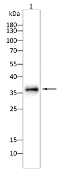 JUN Antibody