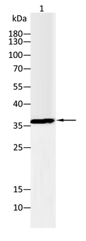 JUN Antibody