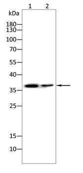 JUN Antibody