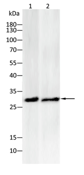 SNAI1 Antibody