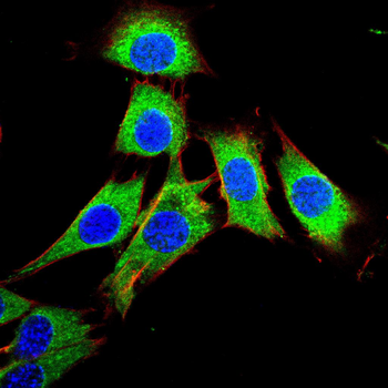 SNAI1 Antibody