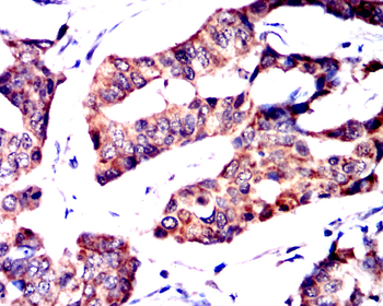 SNAI1 Antibody