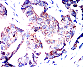 SNAI1 Antibody