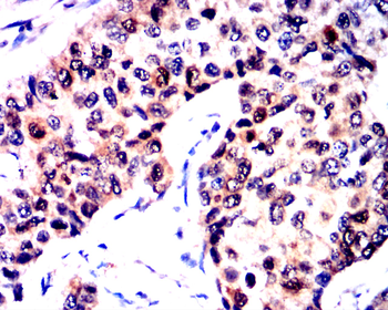 SNAI1 Antibody