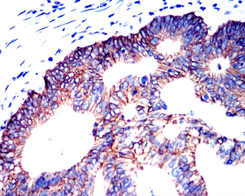 SNAI1 Antibody