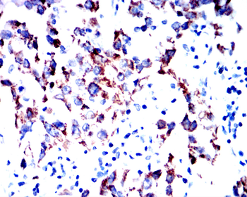 SNAI1 Antibody