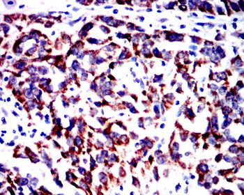SNAI1 Antibody