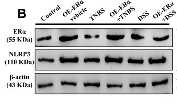 NLRP3 Antibody