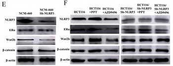NLRP3 Antibody