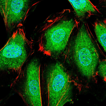 NLRP3 Antibody