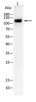 NLRP3 Antibody