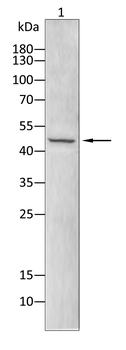 PPARA Antibody