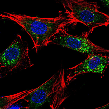 WNT3A Antibody
