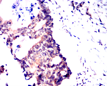 WNT3A Antibody