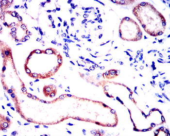 WNT3A Antibody