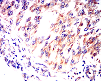 WNT3A Antibody