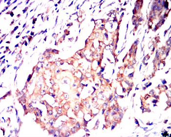 NQO1 Antibody