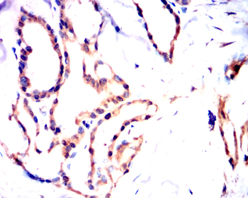 NQO1 Antibody