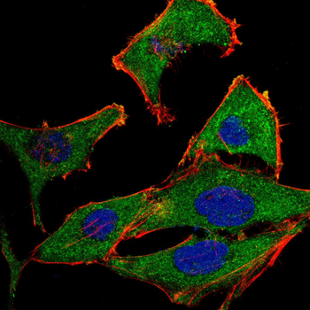 PTGS2 Antibody