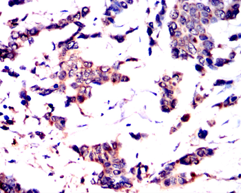 PTGS2 Antibody
