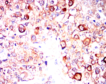 PTGS2 Antibody