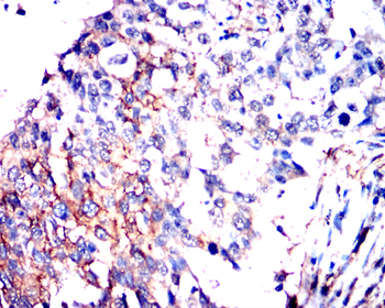 PTGS2 Antibody