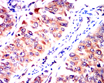 PTGS2 Antibody