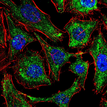 PTGS2 Antibody