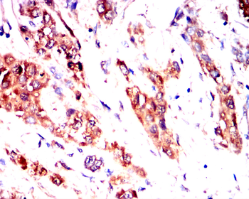 PTGS2 Antibody