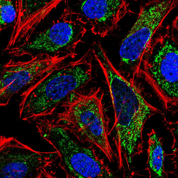 CLDN5 Antibody