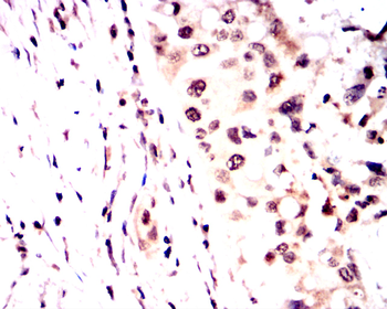 CREB1 Antibody