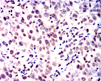 CREB1 Antibody