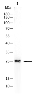 CREB1 Antibody