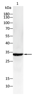 MYD88 Antibody