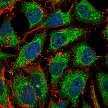 MYD88 Antibody