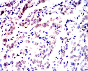 MYD88 Antibody