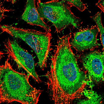 MYD88 Antibody