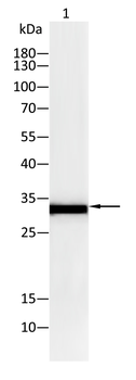 MYD88 Antibody