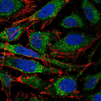 CD68 Antibody