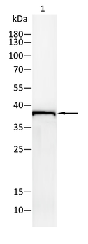 CD68 Antibody