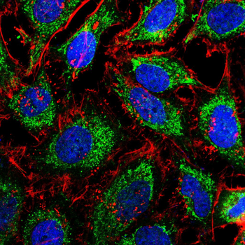 CD68 Antibody