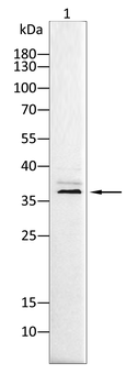 CD68 Antibody