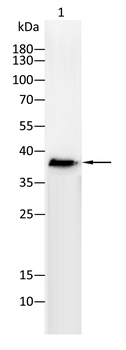 CD68 Antibody