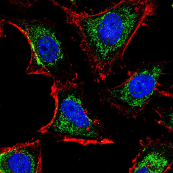 CYCS Antibody